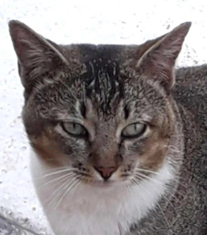 Gato ra a Srd idade 7 a 11 meses nome Cabeça 