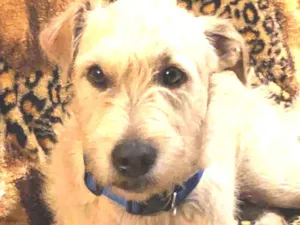 Cachorro raça Srd idade  nome Lupe