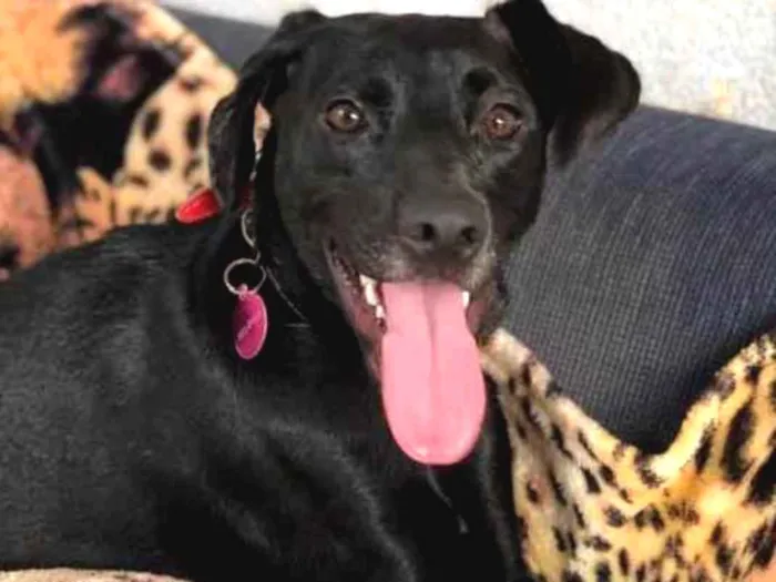 Cachorro ra a SRD idade 1 ano nome Belinha