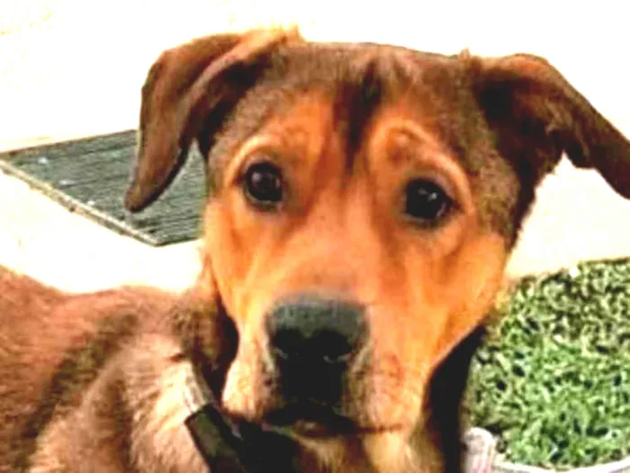 Cachorro ra a SRD idade 2 anos nome Sansão