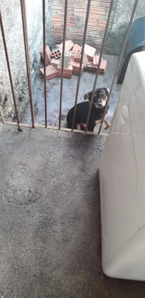 Cachorro ra a Indefinida  idade  nome  Capitu