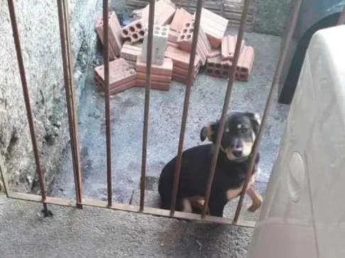 Cachorro ra a Indefinida  idade  nome  Capitu