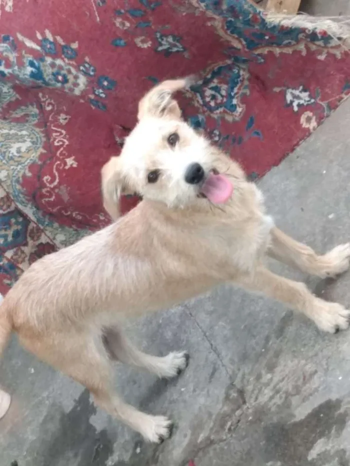 Cachorro raça Vira - Lata idade 1 ano nome Billy