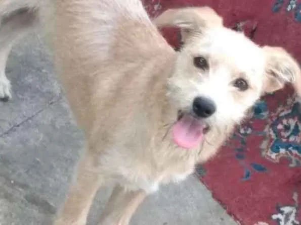 Cachorro raça Vira - Lata idade 1 ano nome Billy