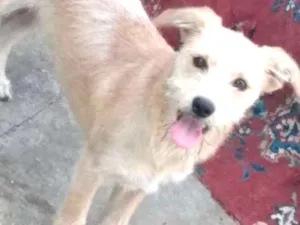 Cachorro raça Vira - Lata idade 1 ano nome Billy