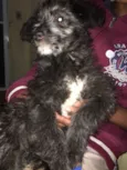 Peludinho 