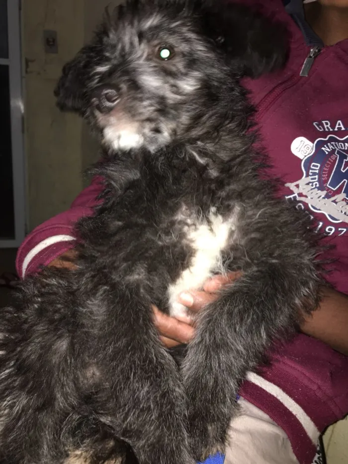 Cachorro ra a Vira lara idade 7 a 11 meses nome Peludinho 