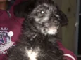 Peludinho 