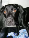 ZORRO