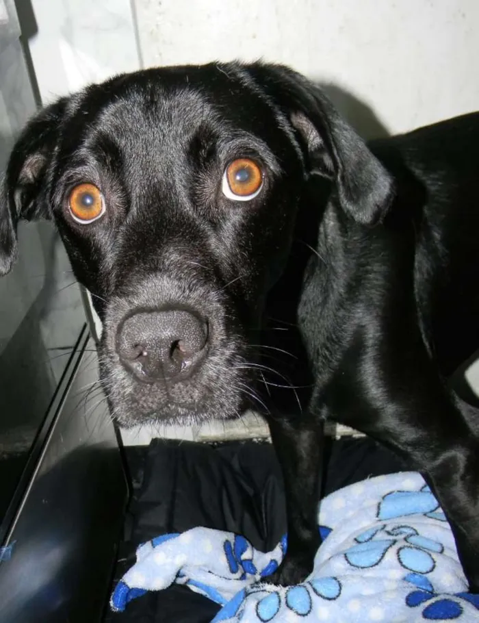Cachorro ra a SRD idade 2 anos nome ZORRO