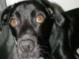 ZORRO