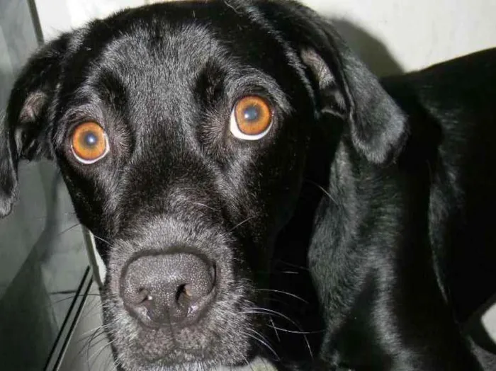 Cachorro ra a SRD idade 2 anos nome ZORRO