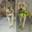 Thalia e Growlye