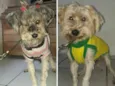 Thalia e Growlye
