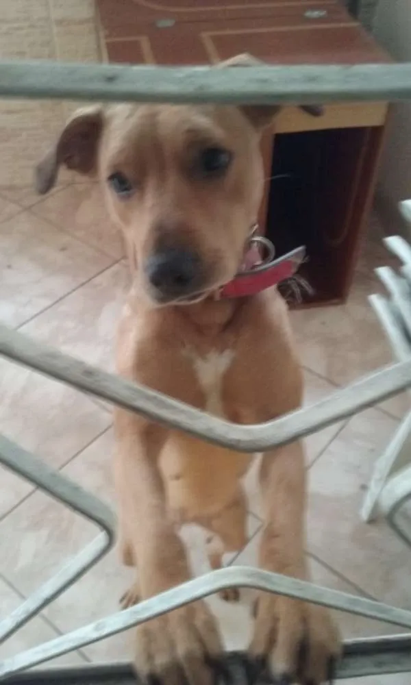 Cachorro raça SRD idade 1 ano nome Mel
