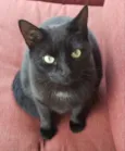 Rubi 