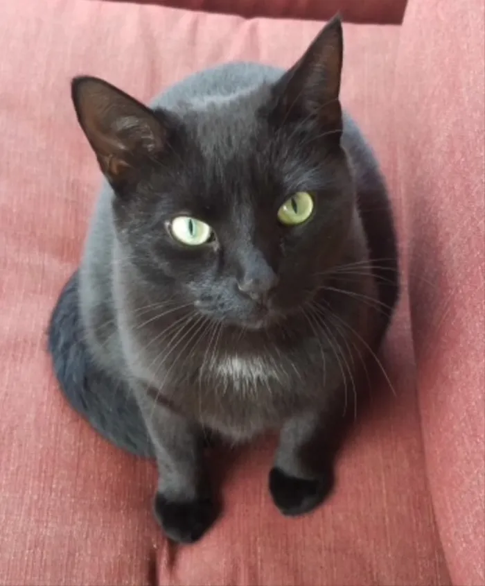 Gato ra a SRD idade 2 a 6 meses nome Rubi 