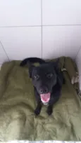 Neguinho