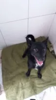 Neguinho