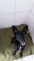 Neguinho