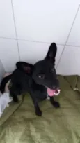 Neguinho