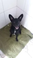 Neguinho