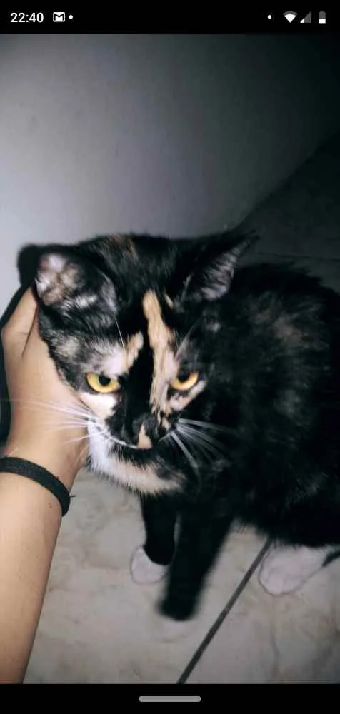 Gato raça Não tem  idade 7 a 11 meses nome Lunna