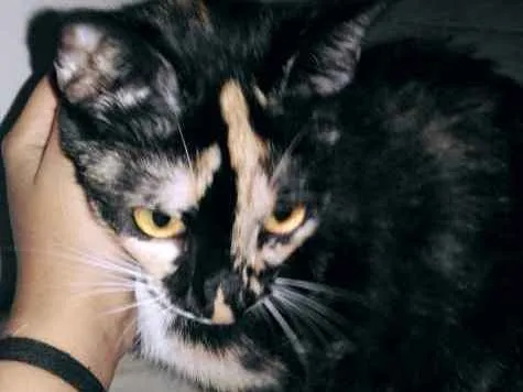 Gato raça Não tem  idade 7 a 11 meses nome Lunna