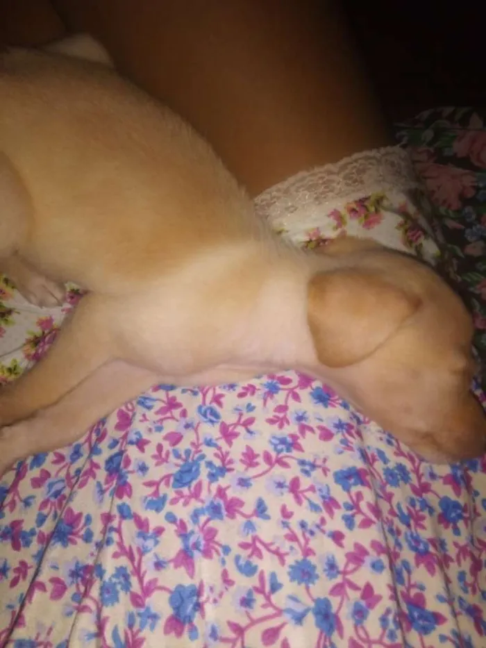 Cachorro ra a  idade Abaixo de 2 meses nome Castiel