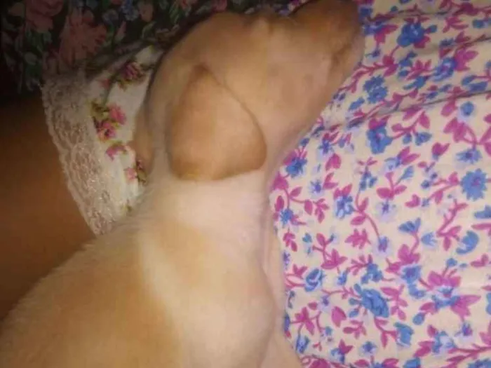 Cachorro ra a  idade Abaixo de 2 meses nome Castiel