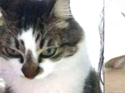 Gato raça persa mestiço idade 2 anos nome Jack