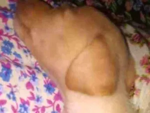 Cachorro raça  idade Abaixo de 2 meses nome Castiel