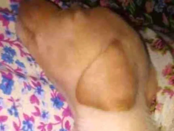 Cachorro ra a  idade Abaixo de 2 meses nome Castiel