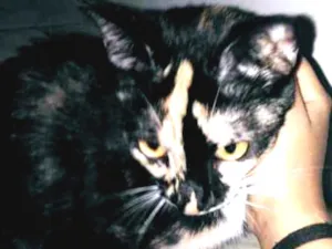 Gato raça Não tem  idade 7 a 11 meses nome Lunna