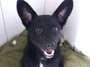 Cachorro raça Canina idade 2 a 6 meses nome Neguinho