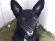 Neguinho
