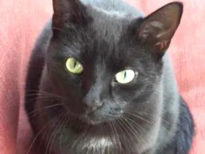 Gato raça SRD idade 2 a 6 meses nome Rubi 