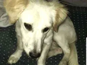 Cachorro raça Pequena idade 2 a 6 meses nome Sem nome