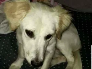 Cachorro raça Pequena idade 2 a 6 meses nome Sem nome