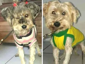 Cachorro raça Canino idade 6 ou mais anos nome Thalia e Growlye