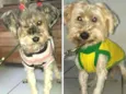 Thalia e Growlye