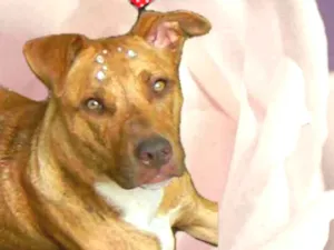 Cachorro raça Mix de Pit idade 1 ano nome RAIKA