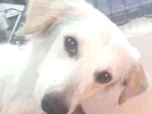 Cachorro raça Pequena idade 2 a 6 meses nome Chanel