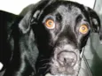 ZORRO