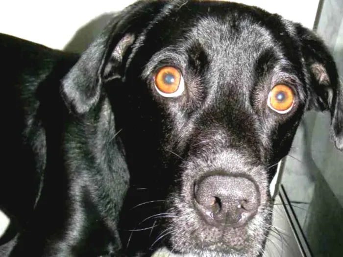 Cachorro ra a SRD idade 2 anos nome ZORRO
