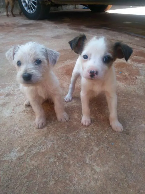 Cachorro ra a SRD idade Abaixo de 2 meses nome Sem nome