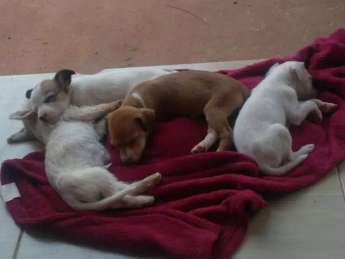 Cachorro ra a SRD idade Abaixo de 2 meses nome Sem nome