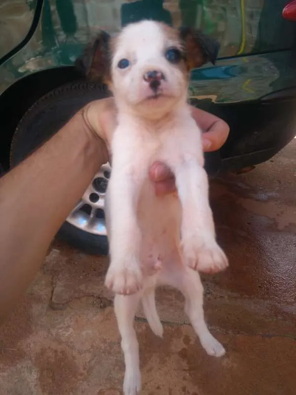 Cachorro ra a SRD idade Abaixo de 2 meses nome Sem nome