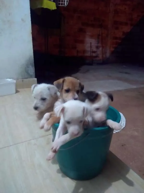 Cachorro ra a SRD idade Abaixo de 2 meses nome Sem nome