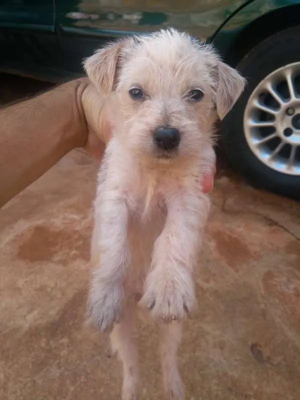 Cachorro ra a SRD idade Abaixo de 2 meses nome Sem nome